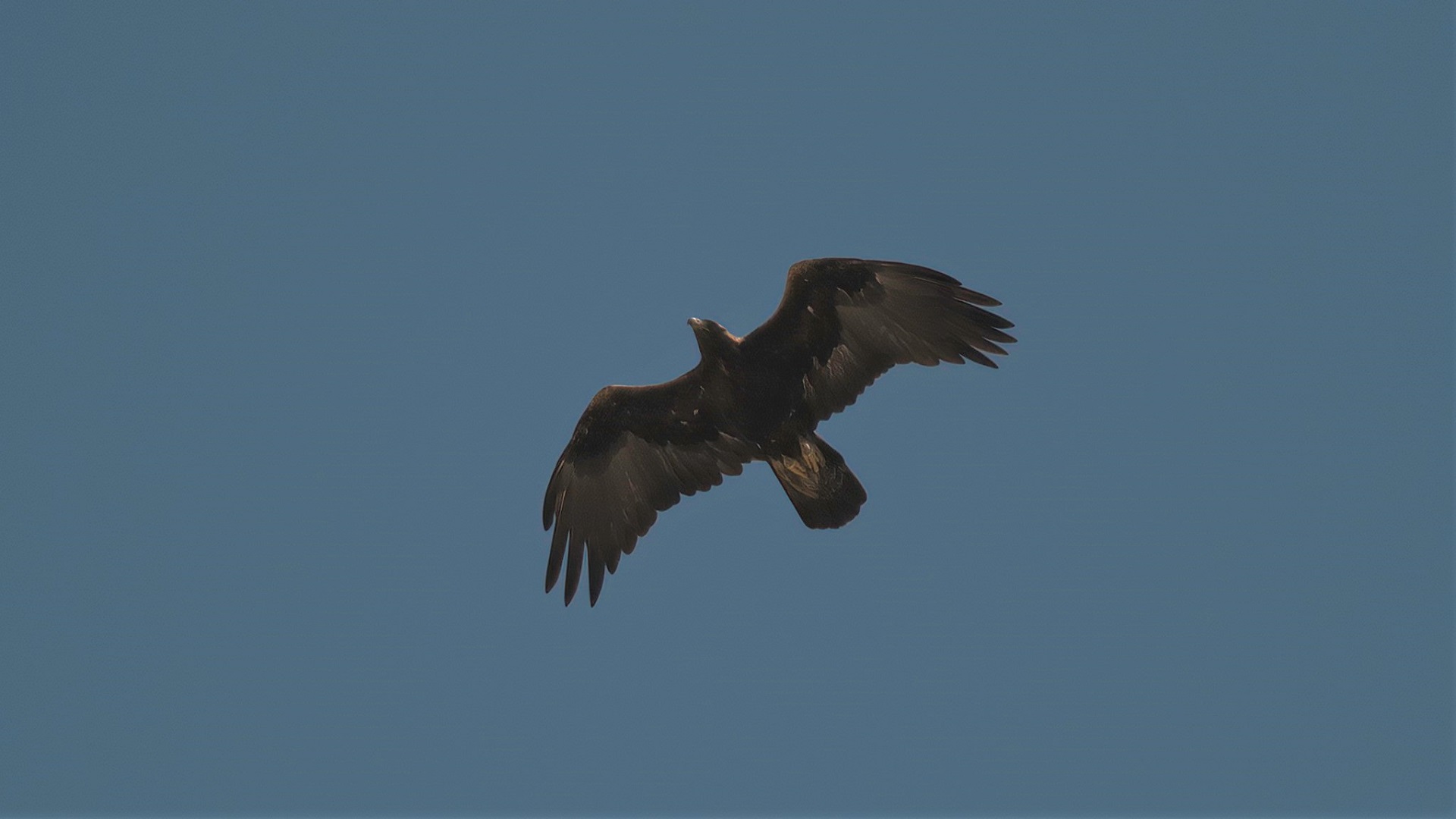 Golden Eagle — Ana fotoğraf